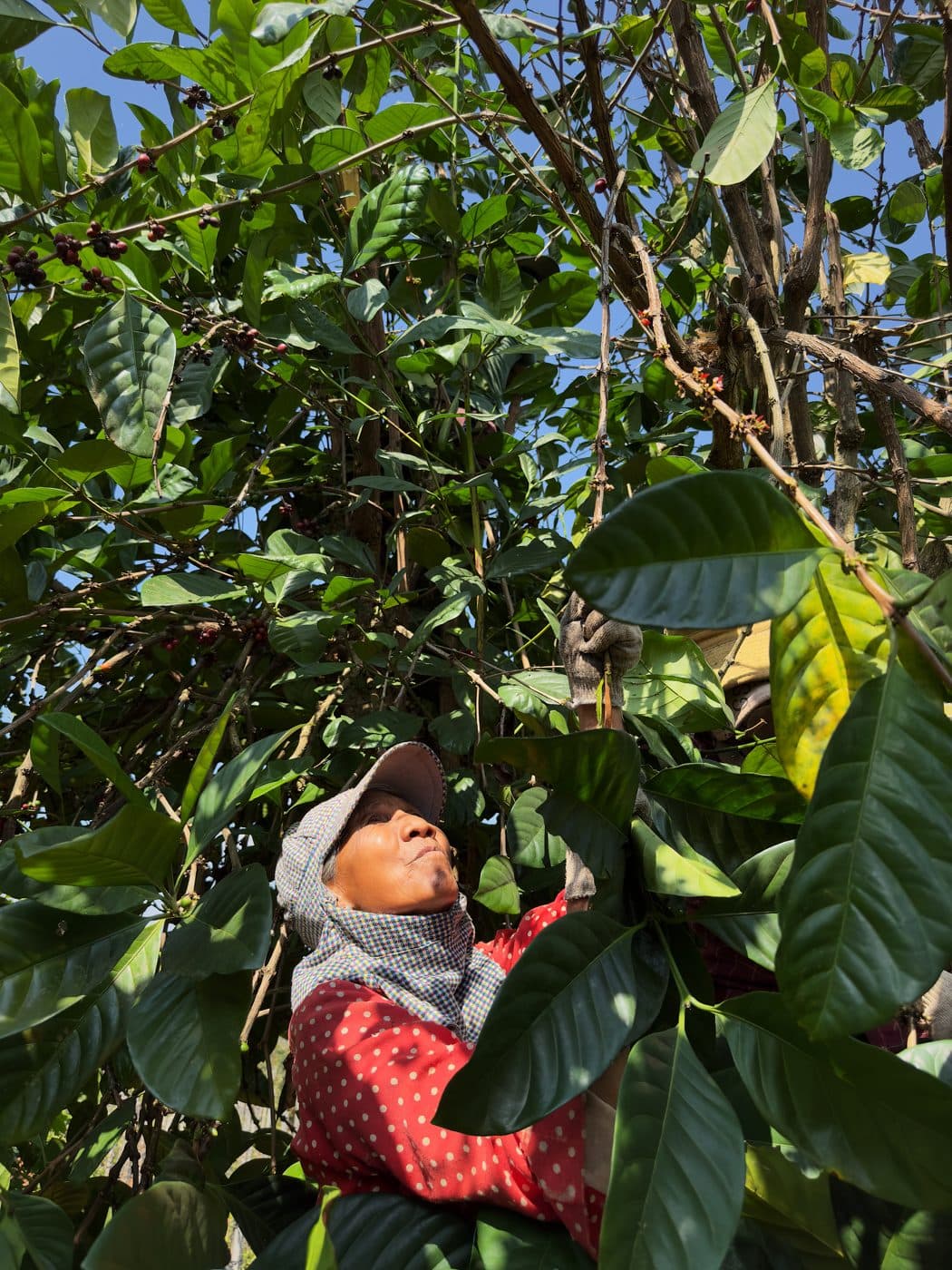 Every Half Coffee Roasters — Pasteur — photo 2