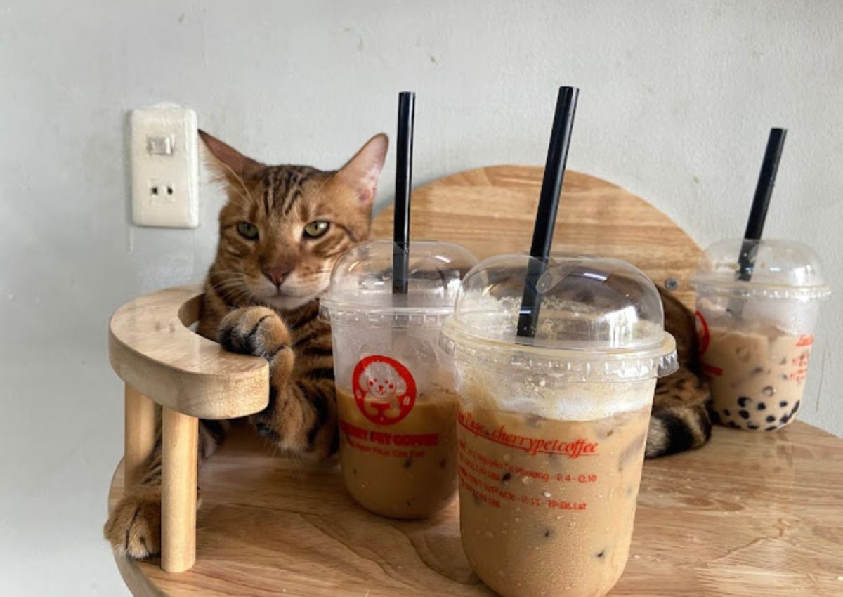 A Bengal cat on the cat floor