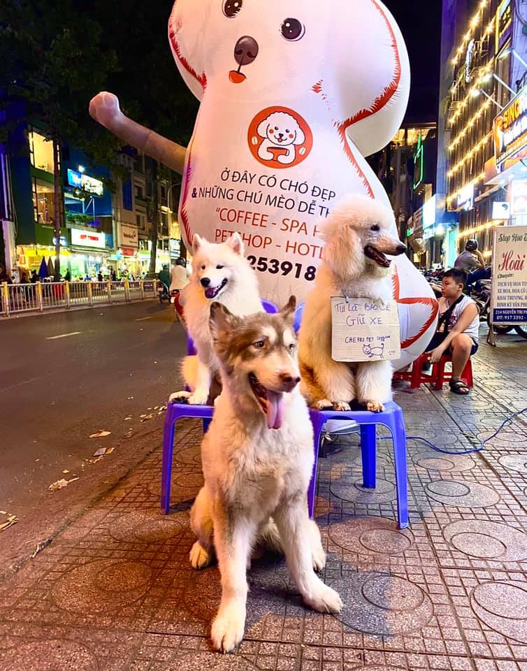 The dogs in front of the café, next to the giant inflatable dog