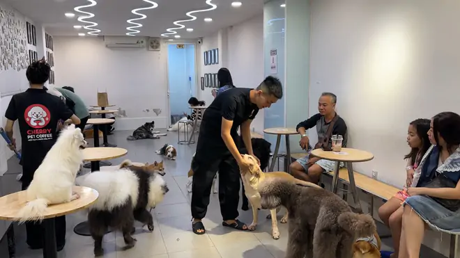The dog floor, Cherry Pet staff