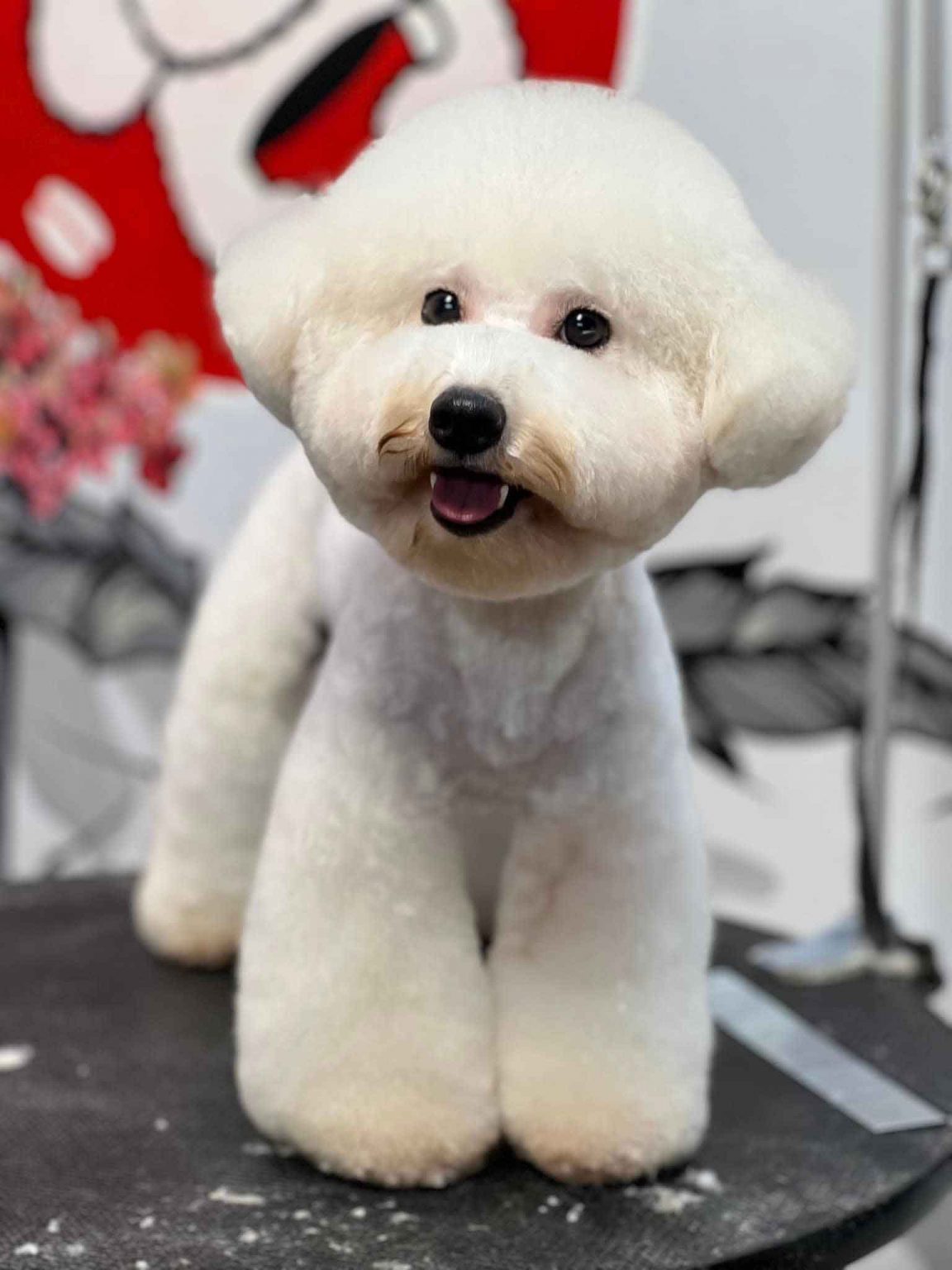 A poodle after grooming at the spa