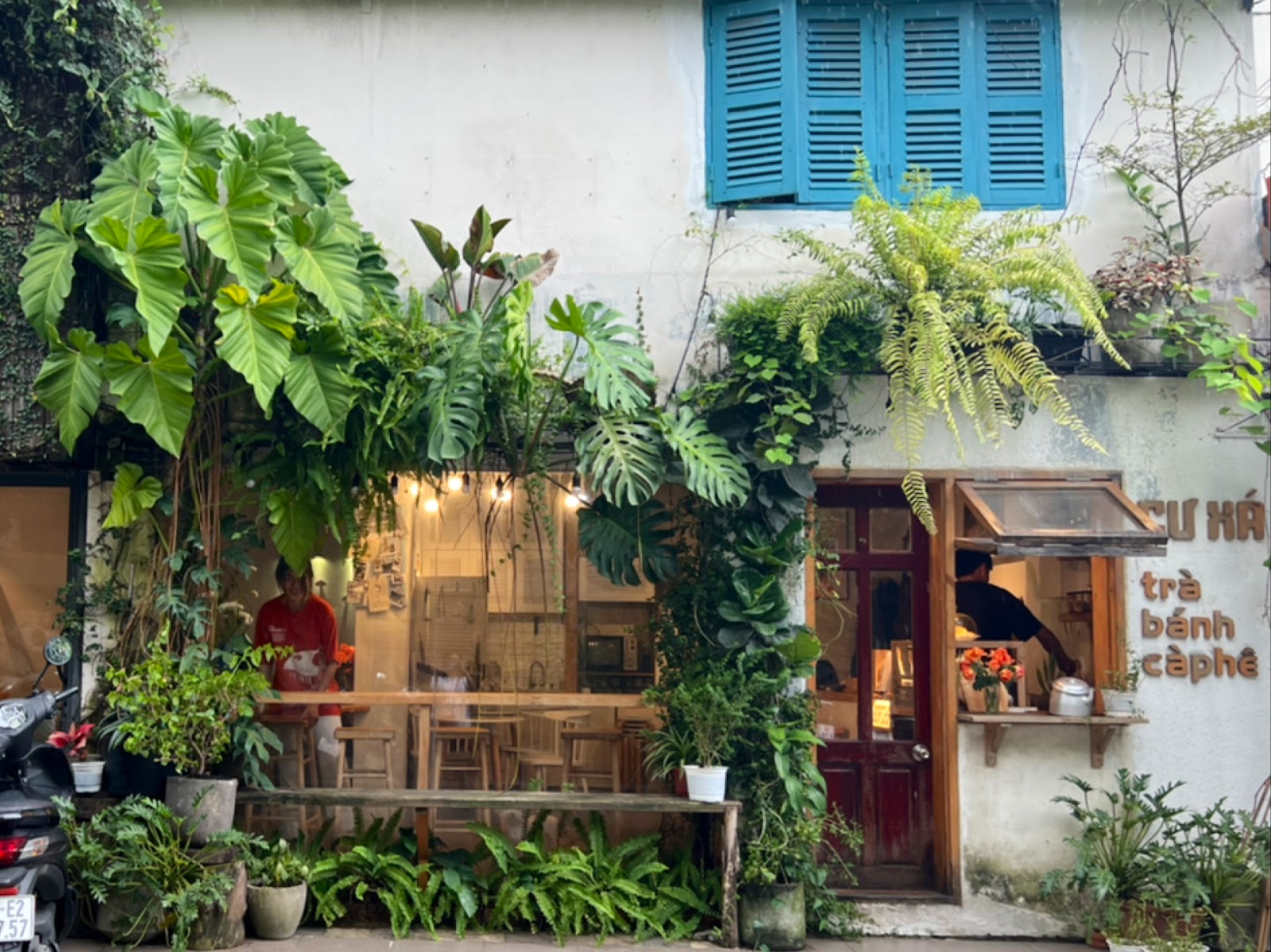Vine-covered facade with blue shutters