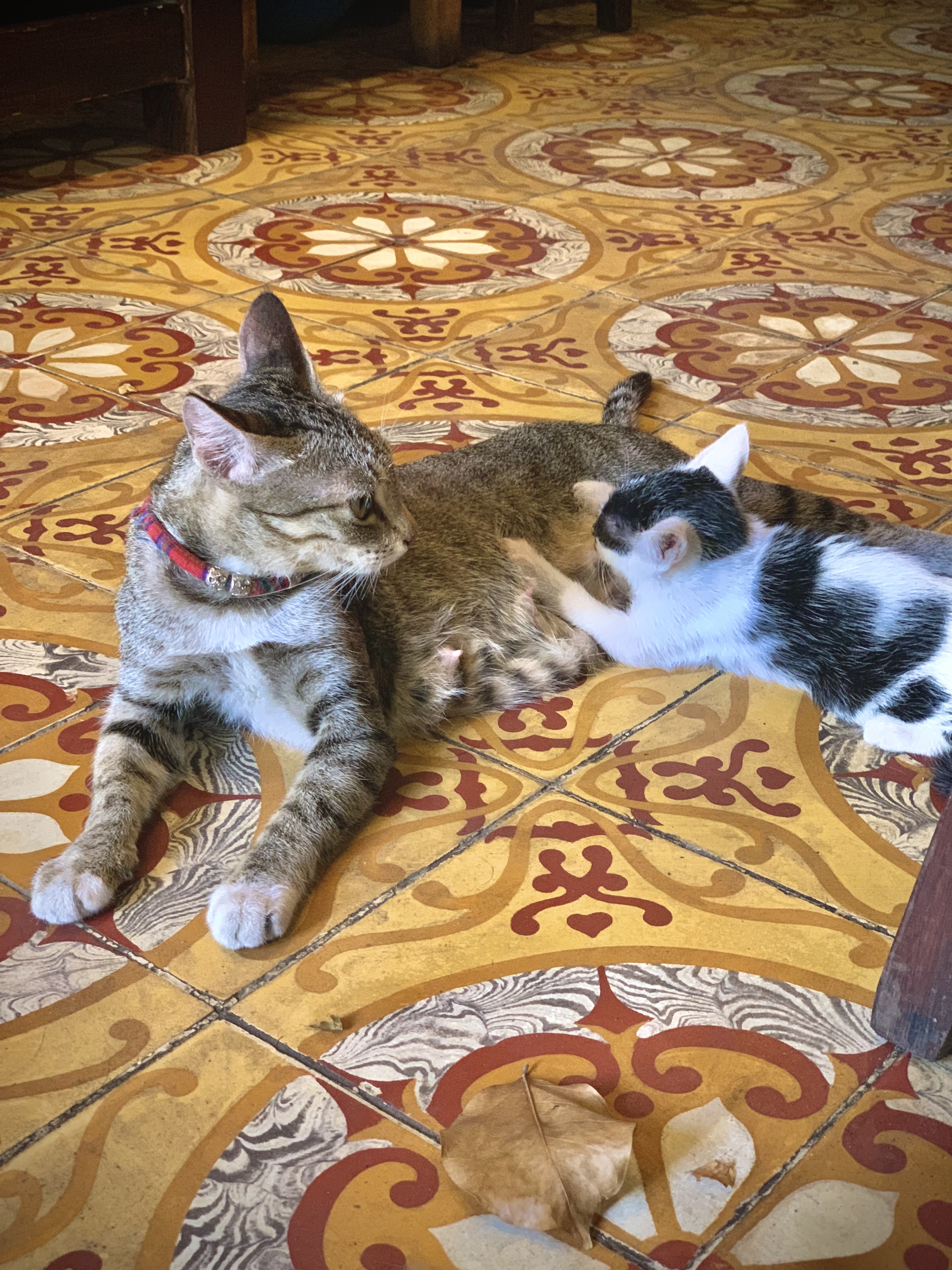 gạch bông 타일 바닥 위 집고양이