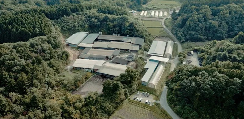 A cattle farm seen from above