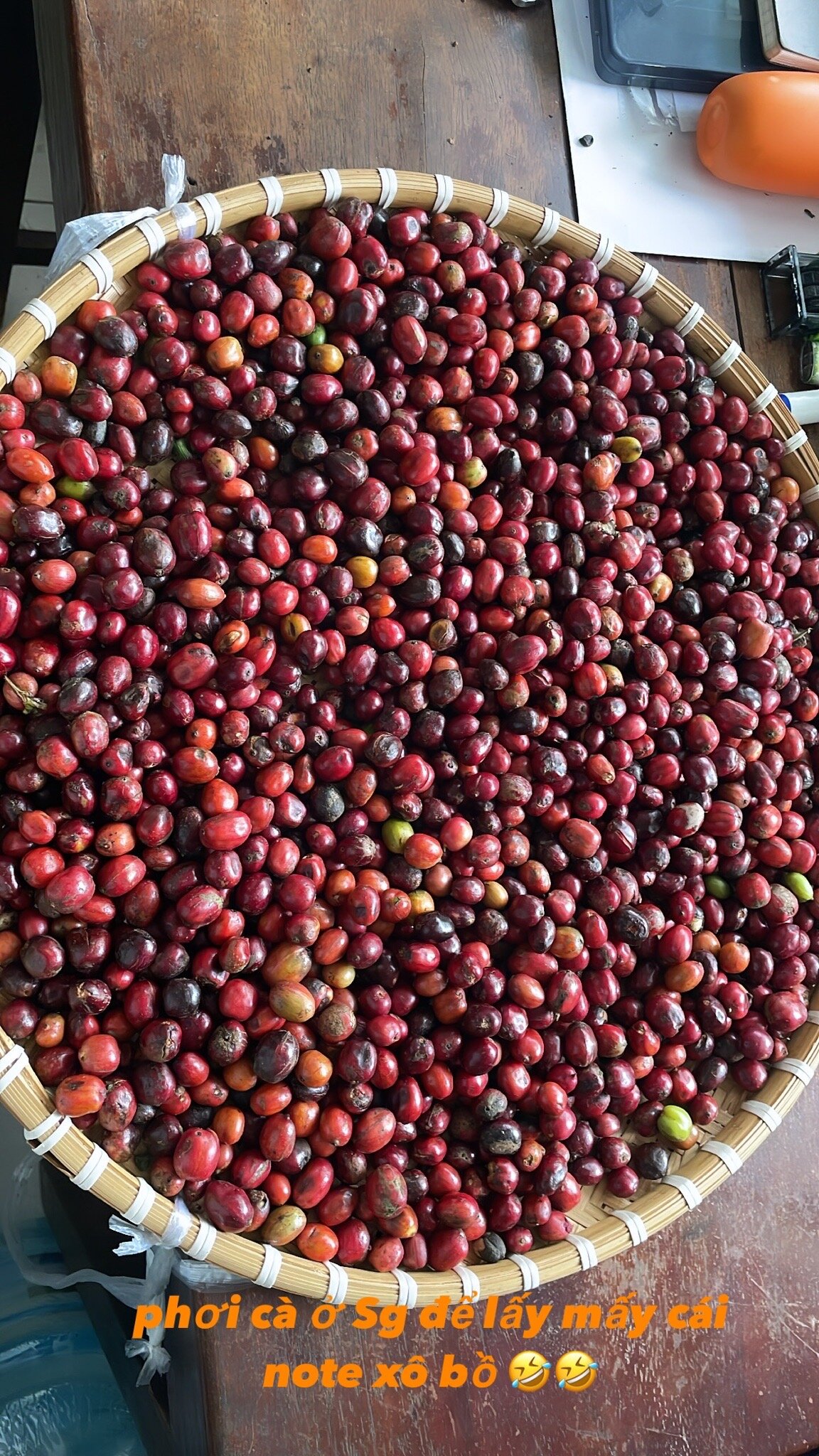 Coffee cherries drying