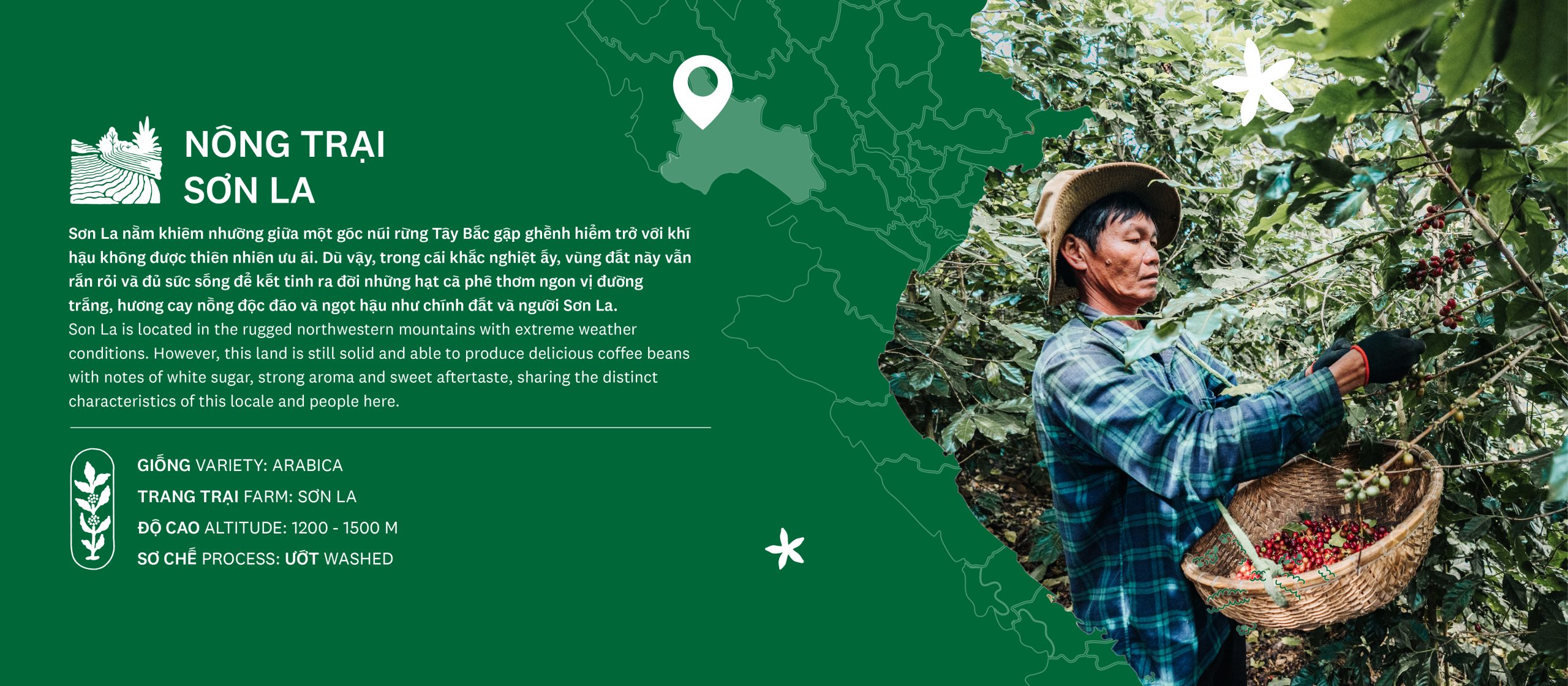 Son La coffee growing region